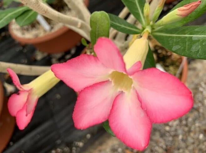 5 pcs Desert Rose Flower Adenium obesum “PEONY” bonsai Seeds （G）
