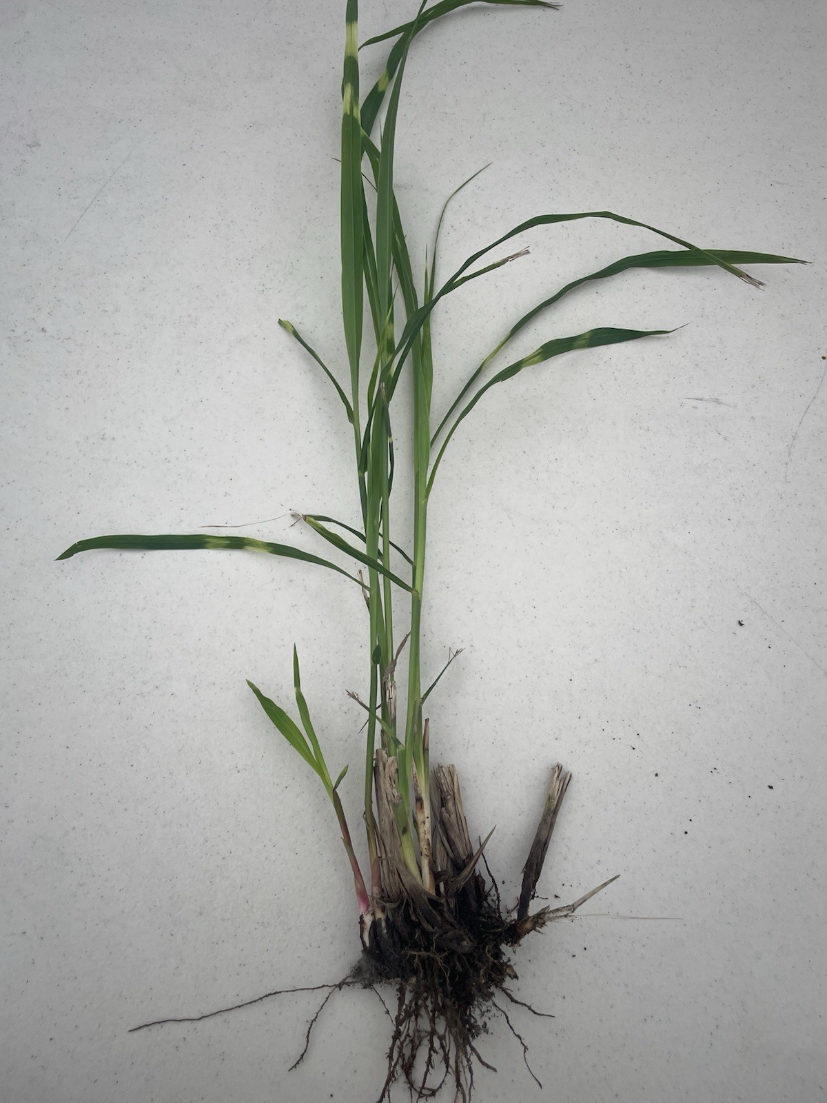 Zebra Grass – 3 bareroot plants