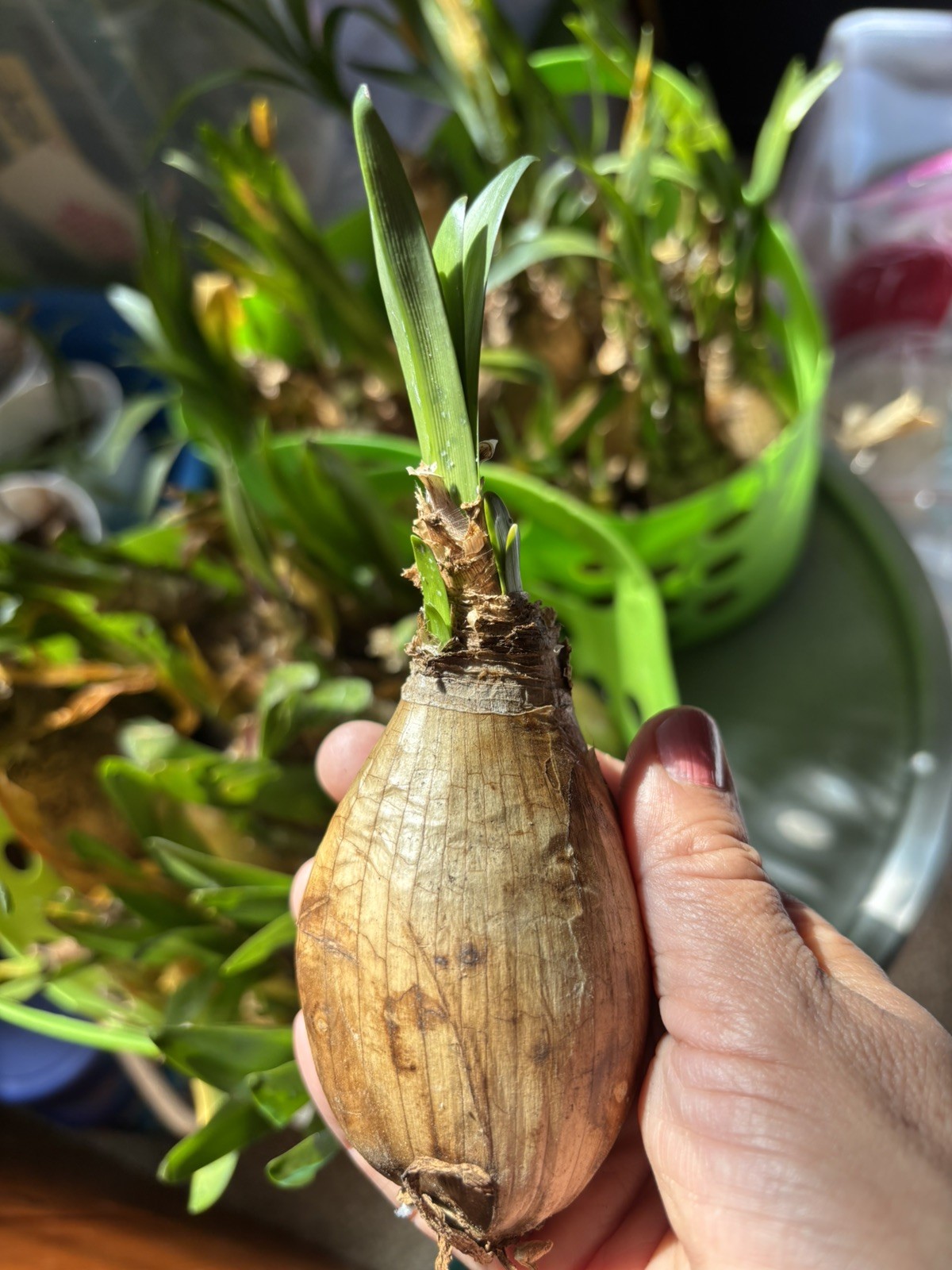 3 Amaryllis Belladonna Bulbs PINK NAKED LADY w/ Green steams growing!