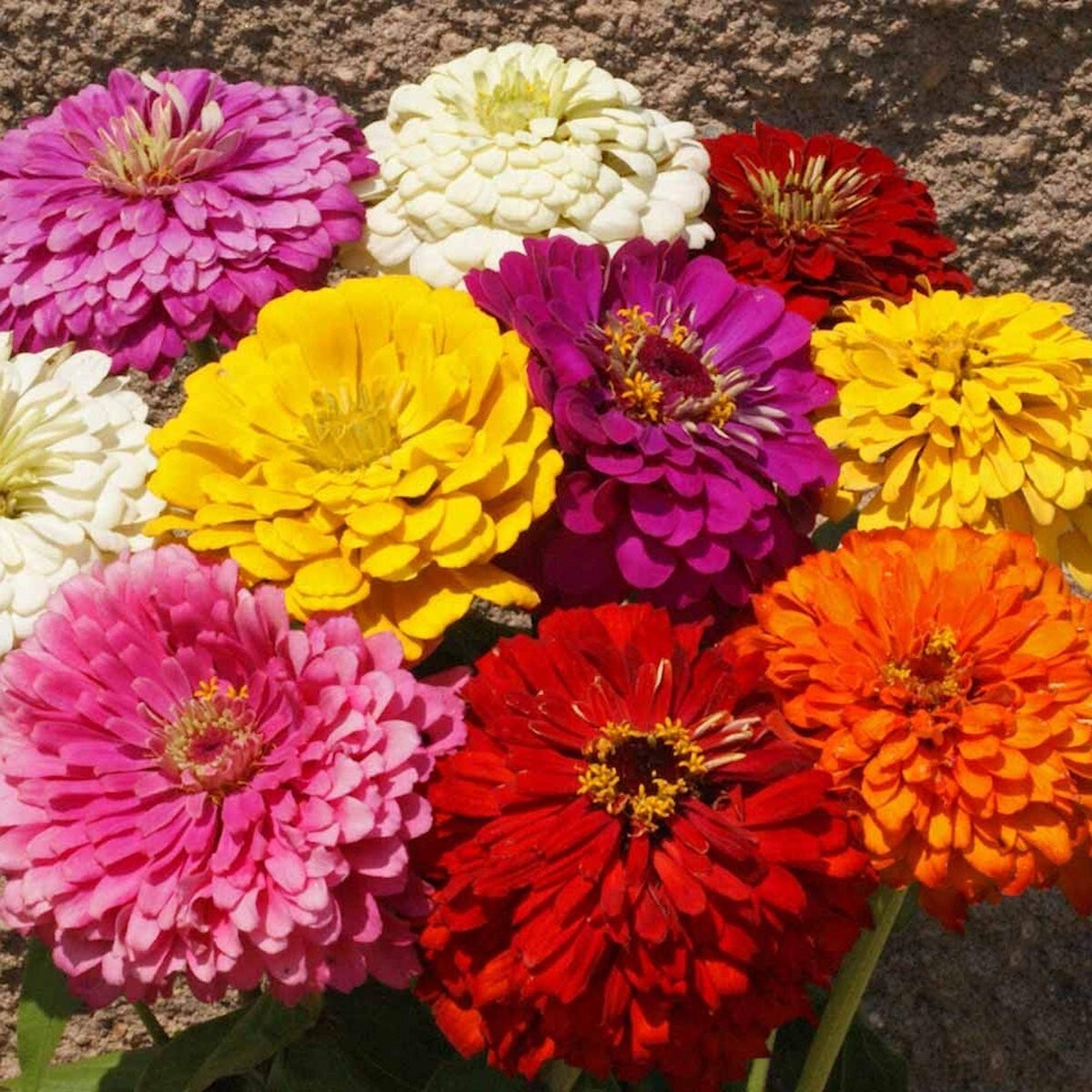1 Oz Dahlia Flowered Mixed Zinnia Wildflower Seeds – Everwilde Farms Mylar