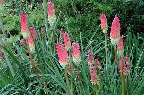 Kniphofia uvaria | Red Hot Poker | Torch Lily | Tritoma | 10 Seeds