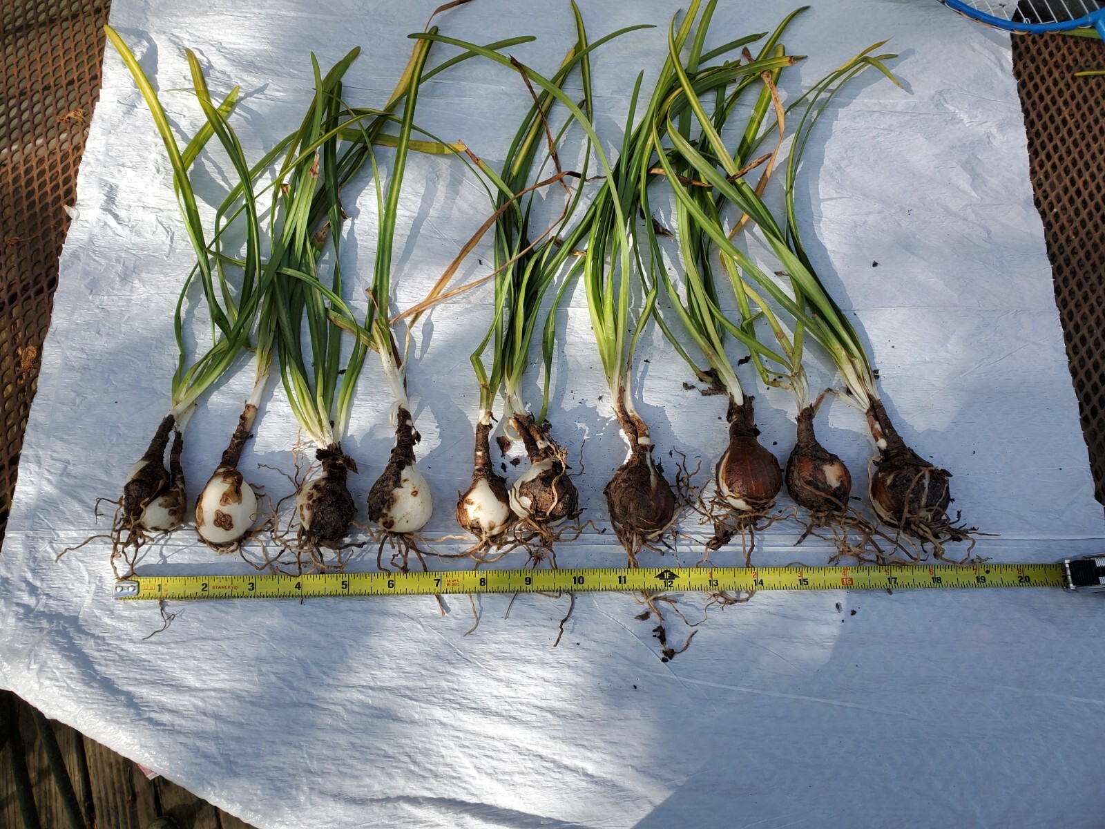 12 – Lycoris Radiata Bulbs – Red Spider Lily Flower Bulbs