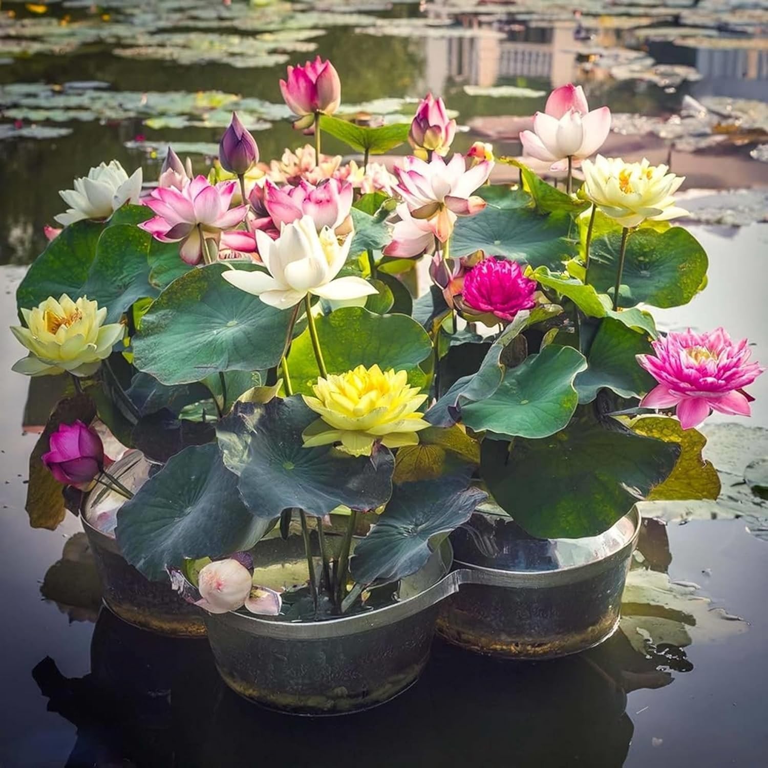30+ Bowl Lotus Seeds Bonsai Lotus Seeds for Planting Water Lily Flower Plant …
