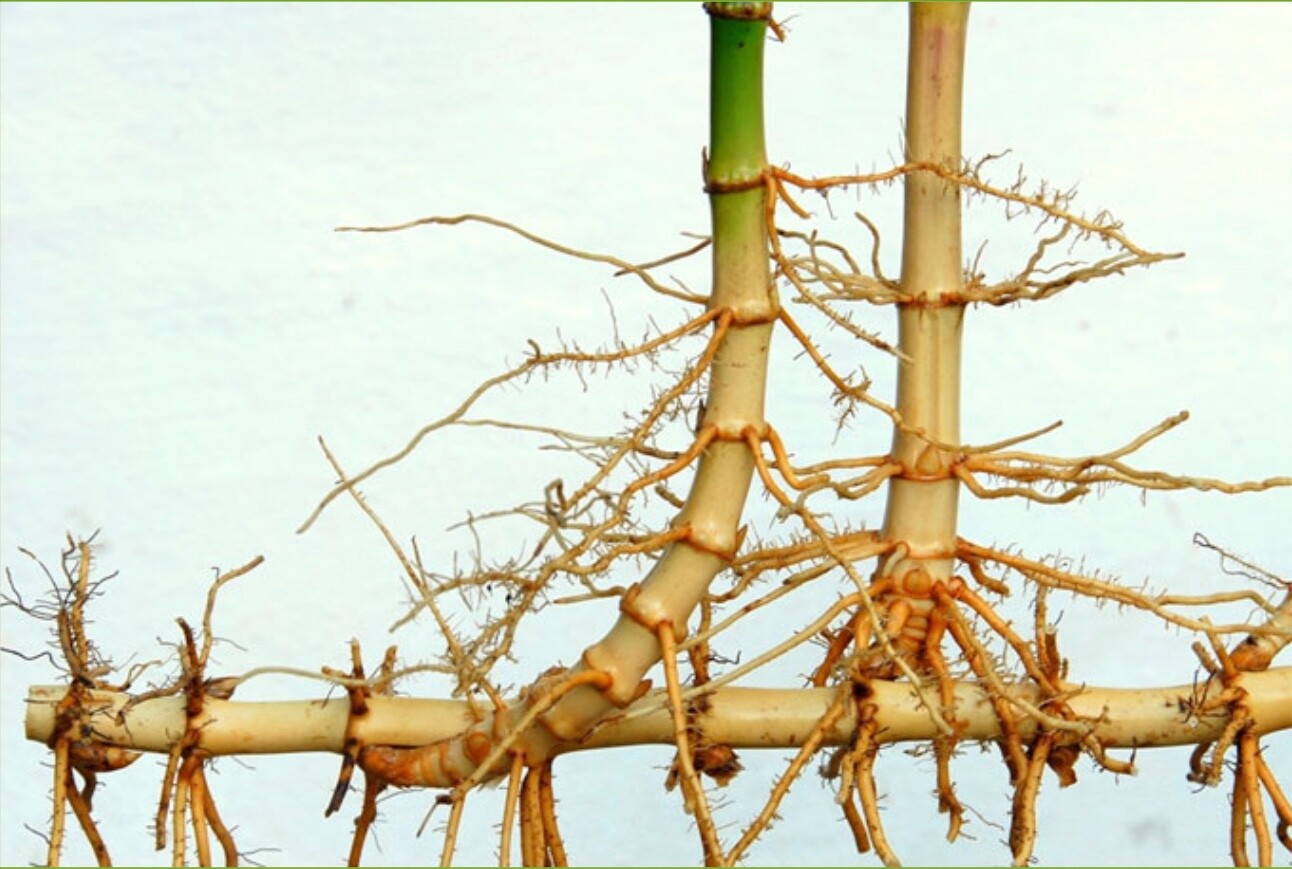 2 Bamboo Roots – Live, Great for Gardening and Privacy