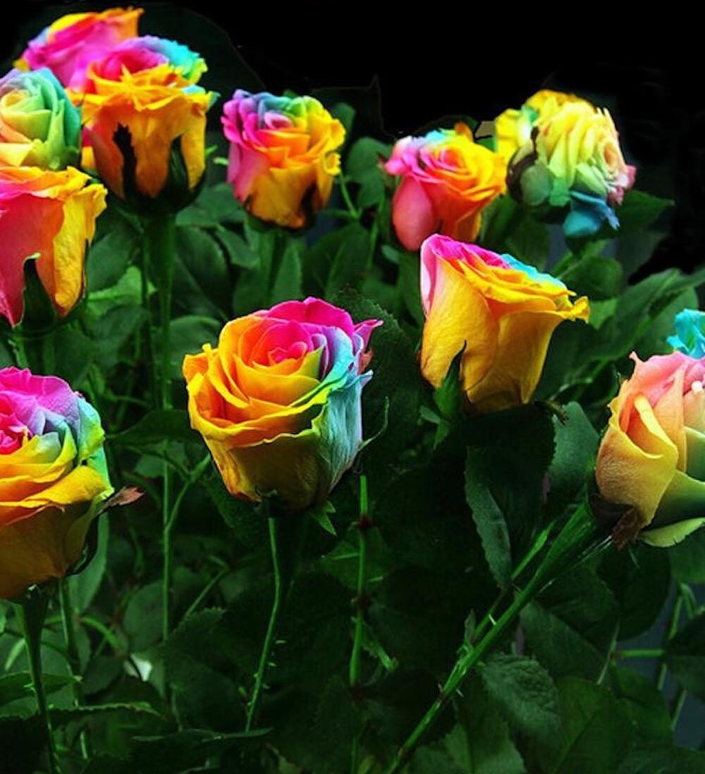 20 SEEDS for Rainbow Color RARE Rose tea flower bud Bush exotic plant USA Seller