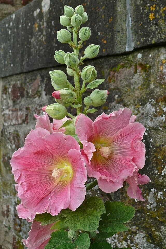 Alcea rosea | Hollyhock | 100 Seeds