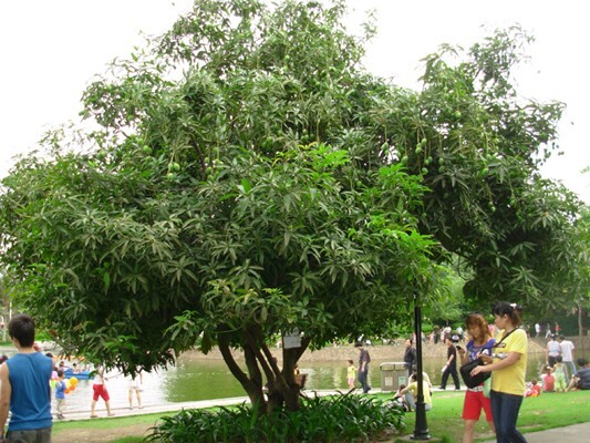 Pistacia Chinensis, Cold Hardy Chinese Bonsai Pistach Shade Tree 20 Seeds