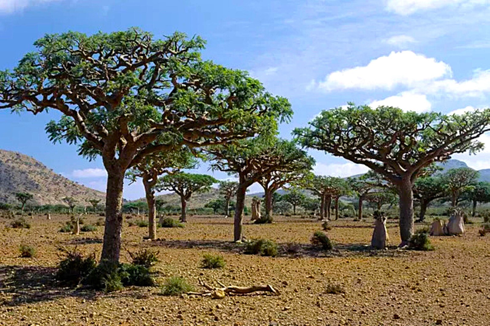40 Frankincense Pine Tree Seeds – Sap used for Incense + Salve + Resin Balm !!