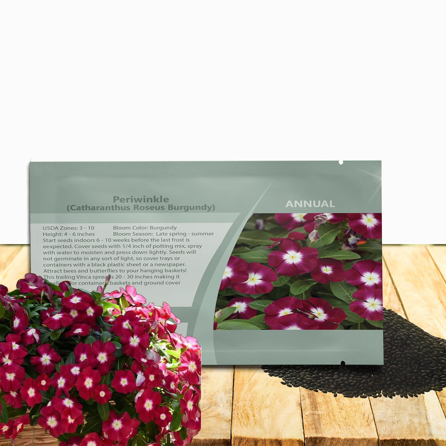 100 Seeds Drought Tolerant Burgundy Vinca Flower & Ground Cover Plant Seed