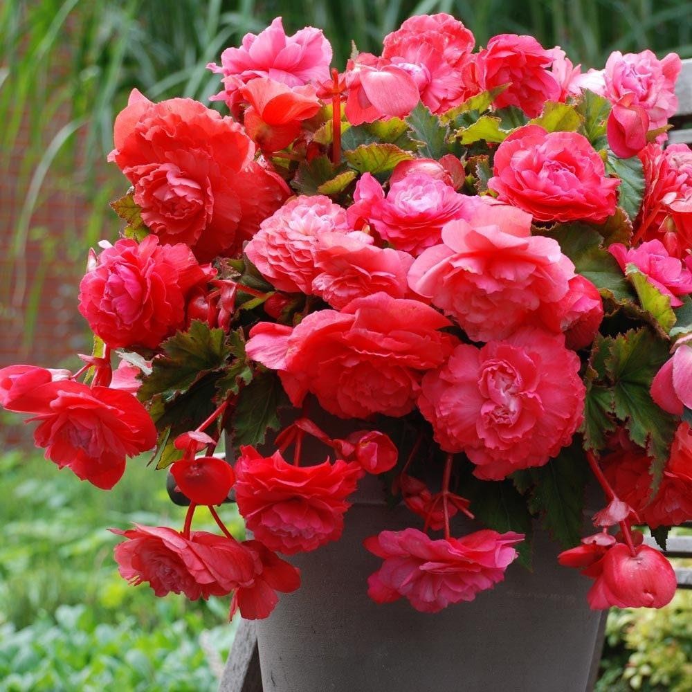 PINK DELIGHT Begonia Odorata Bulb-Top Size 5/6 cm