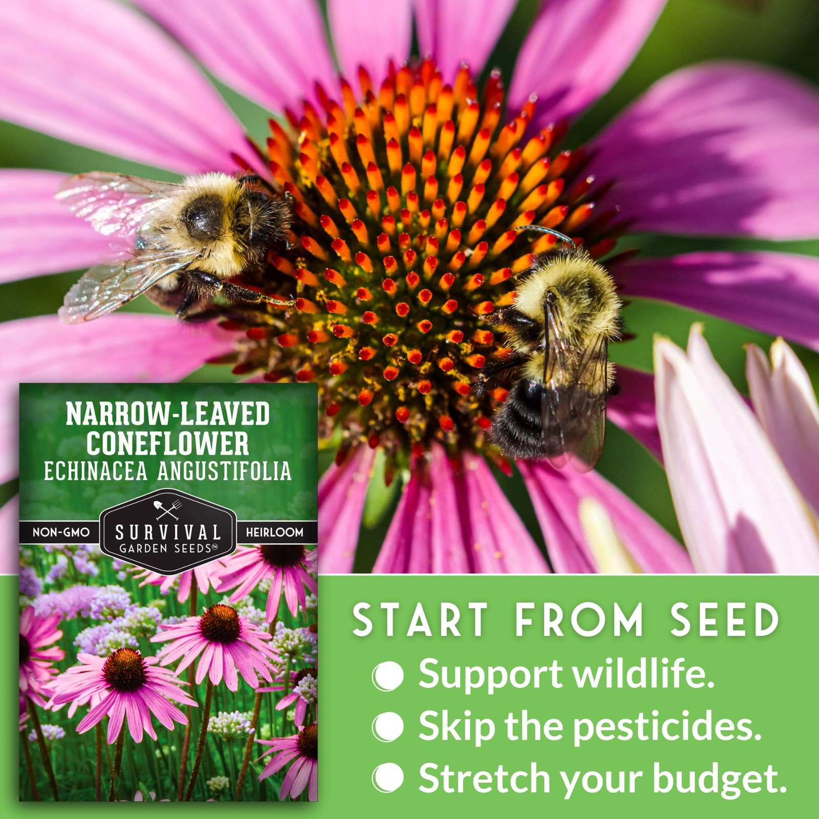 – Narrow-Leaved Coneflower Seeds for Planting | Echinacea angustifolia | Drou…