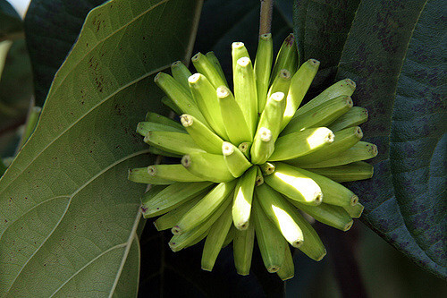 Camptotheca Acuminata 700 Seeds, Medicinal Happy Tree, Cancer Tree Of Life