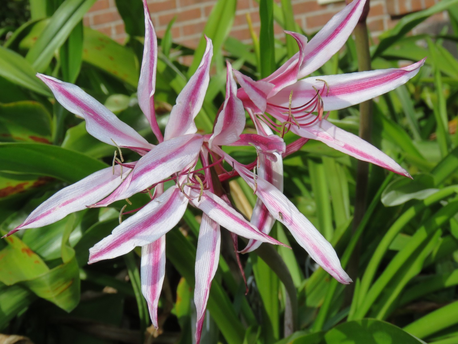 Crinum Lily, Southern Belle, small-size bulb – NEW very nice, rare