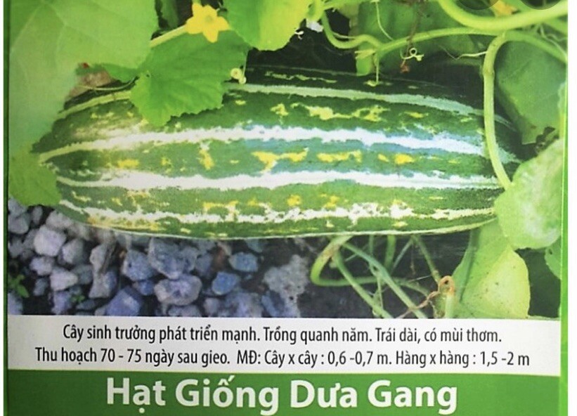 hạt giống dưa gang vietnam ( 10 Hạt) -10 Seeds + Free Gift .