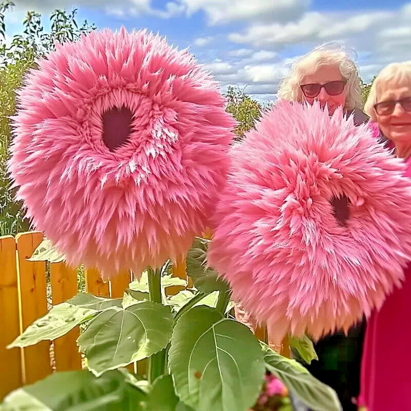 50PCS Pink Giant Teddy Bear Sunflower Seeds – Rare Fluffy Blooms for a Unique