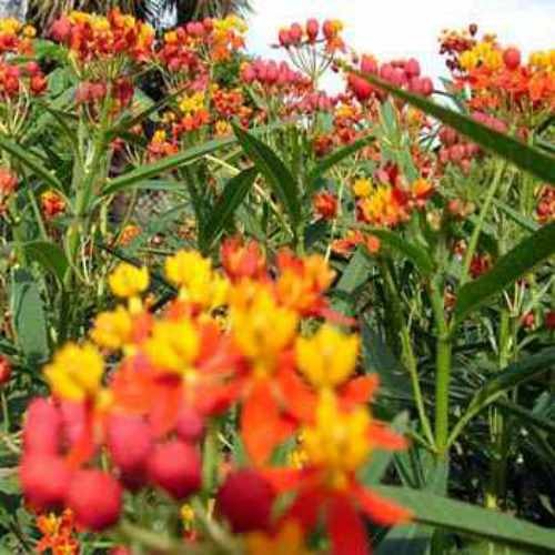 1000 Seeds Red Mexican Butterfly Weed For Planting Outdoors | Tropical