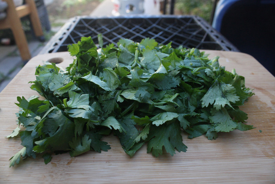 200 Fresh Cilantro/Coriander Seeds NON-GMO, USA Seller