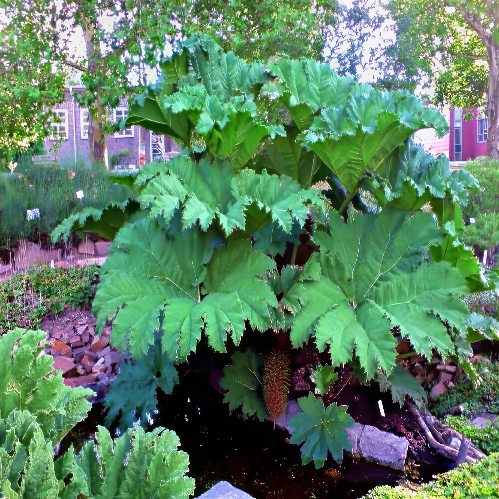 GUNNERA MANICATA SEEDS “Dinosaur Food” Giant Hardy Exotic Flower Plant RARE!