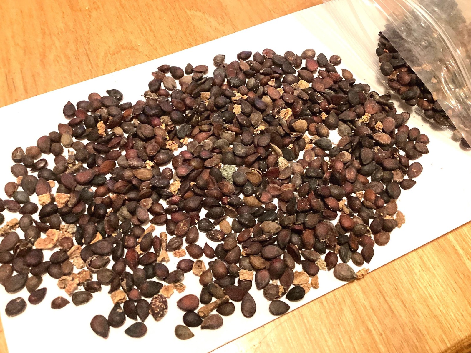 Asian Pear Tree Seeds (Pyrus Pyrifolia) Chinese Sand Pear