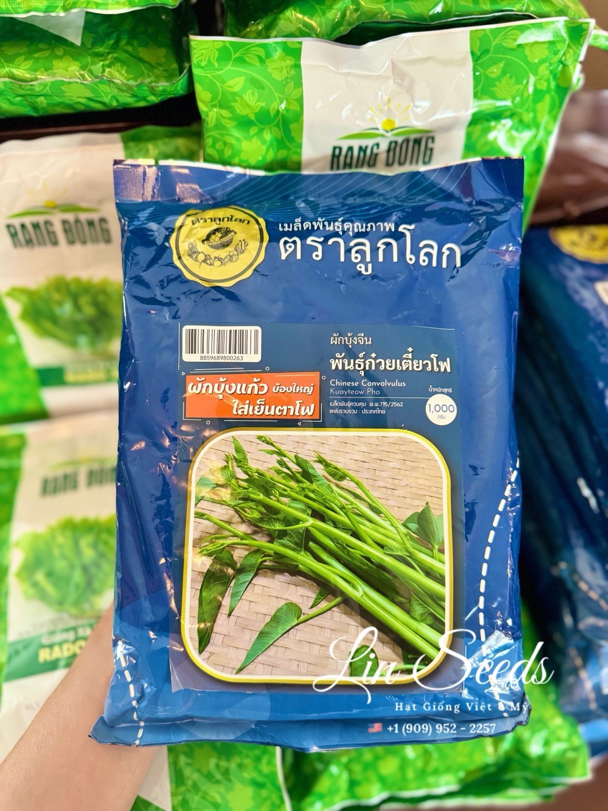 1KG Thai Water Spinach Seeds-Rau Muong Sieu Dot Thai, Kangkong Ongchoy-US Seller