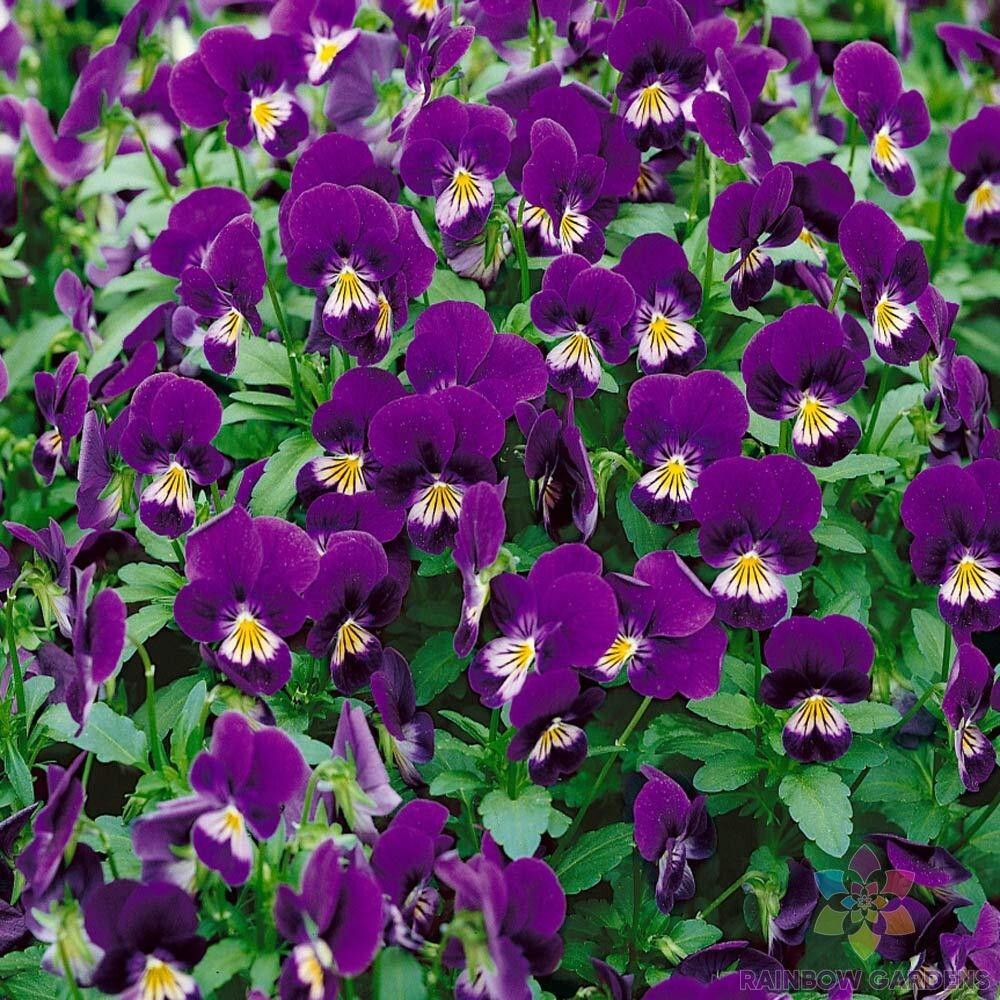 200+ King Henry Pansy (Viola) Seeds for Garden Planting – USA – FREE SHIPPING!