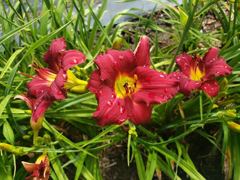Pardon Me Daylily Perennial Reblooming Red Daylily Fan Bareroot Deer Resistant