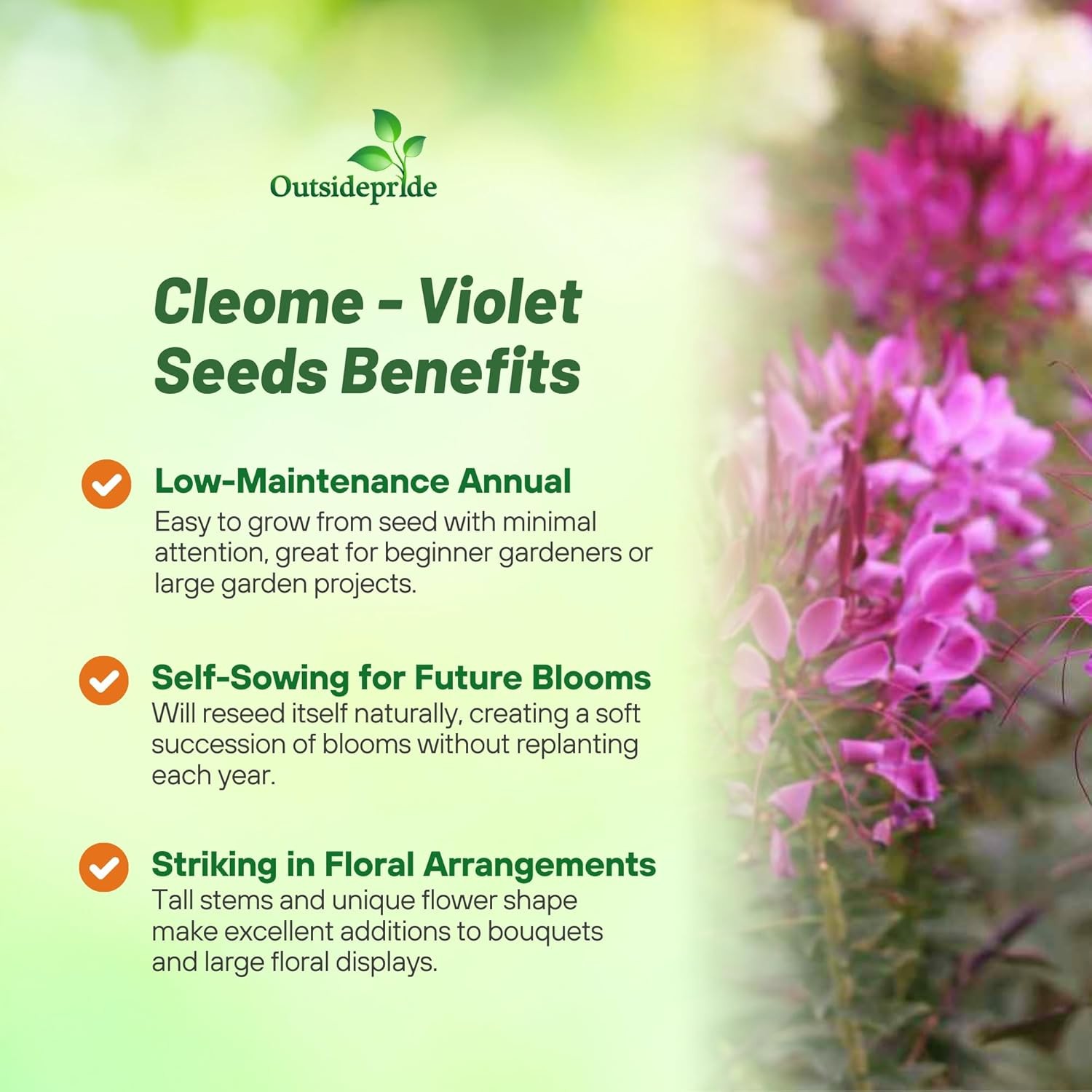 2000 Seeds Spider Flower Drought Tolerant Cleome Violet Queen Garden Flower Seed