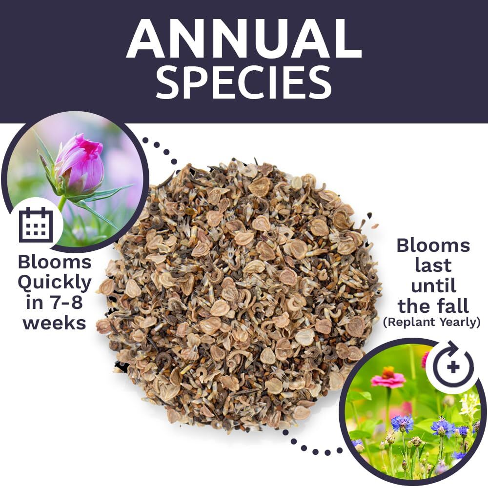 Bulk Annual Quick Blooming Wildflower Seeds 1/4 Pound 30000 Open Pollinated