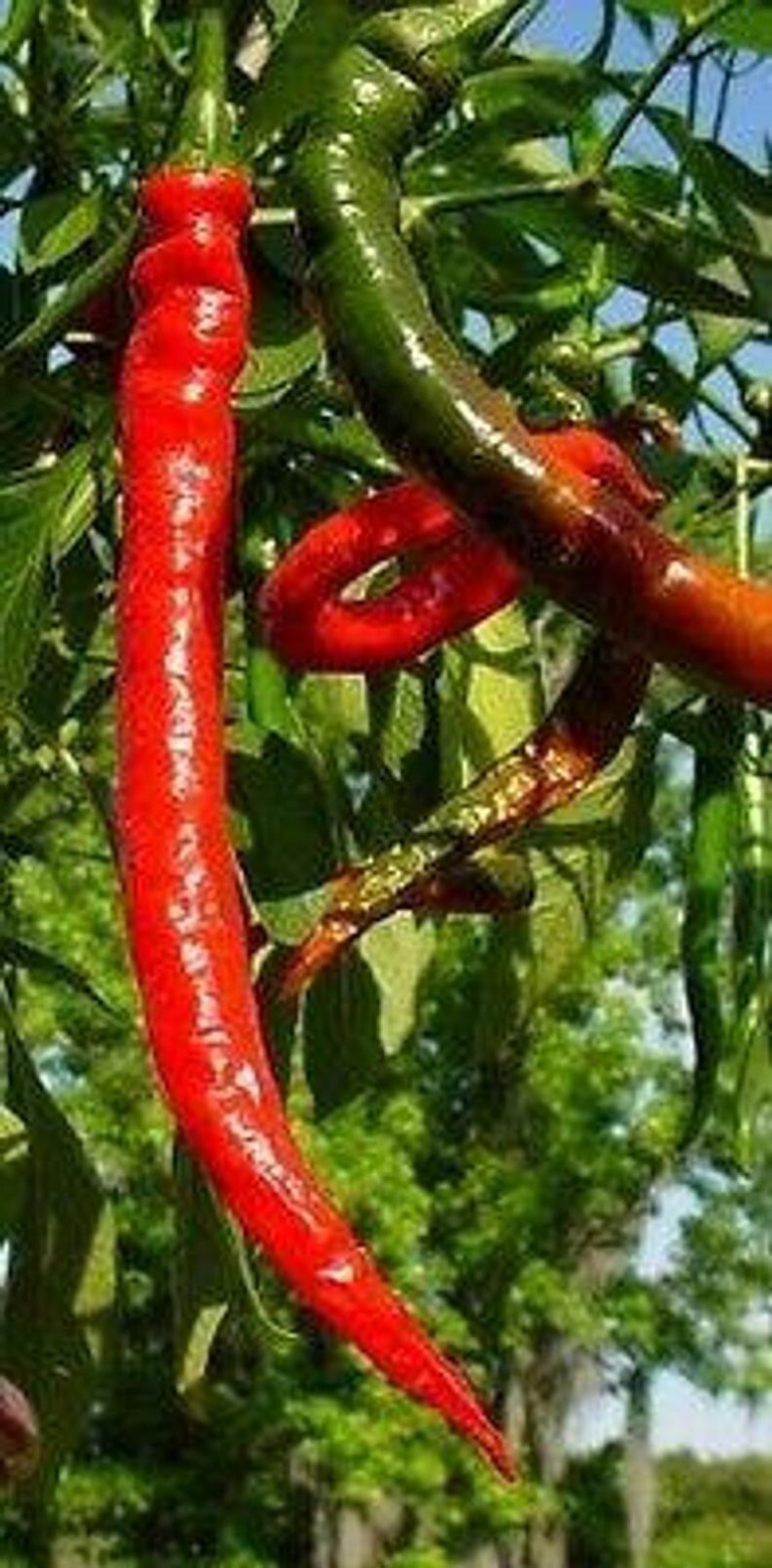 LONG RED CAYENNE HOT pepper seeds NON-GMO VERY HEALTHY BIG TASTE NUTRITIOUS YUM!