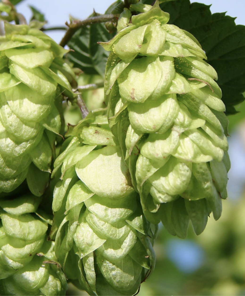 Hops SEEDS, (humulus lupulus)