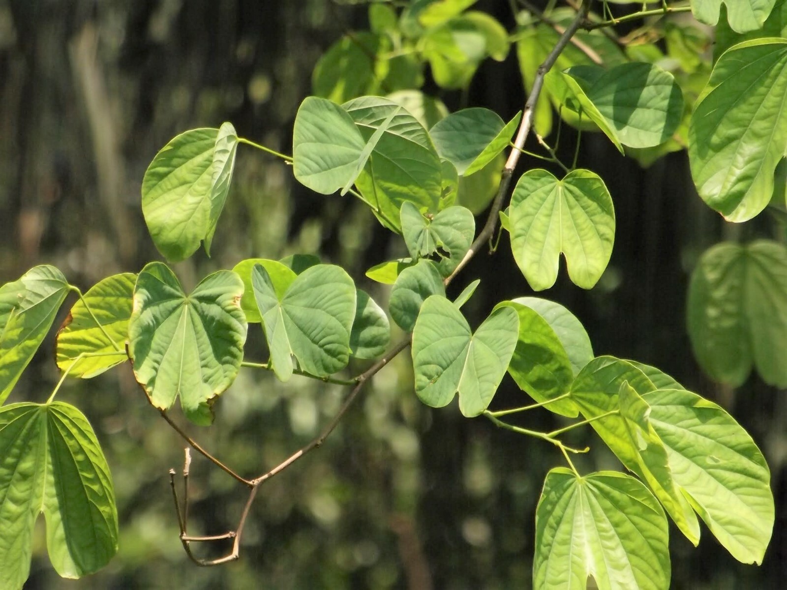 🌱 Bauhinia Racemosa 5 Seeds, Rare Medicinal Bidi Leaf Small Edible Tree Shrub