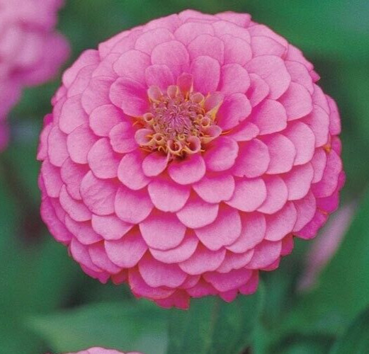 PINK LUMINOSA ZINNIA SEEDS 200+beautiful ANNUAL flower GARDEN butterflies BEES