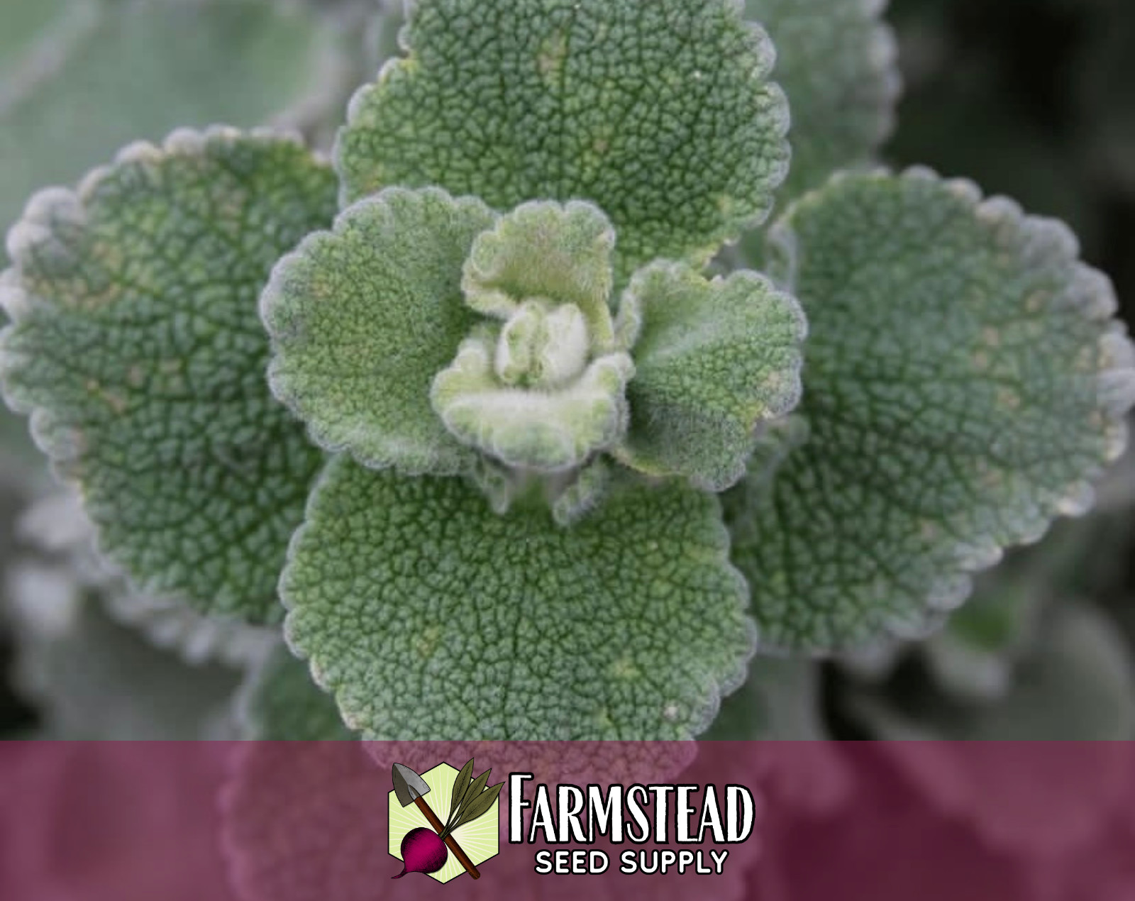 1,000+ Horehound Seeds | Herb Gardening Plant Seed Packet for Growing, USA
