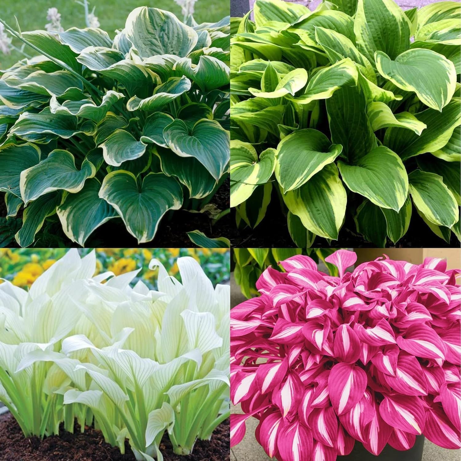 100pcs Hosta Seed Pack – Low Maintenance Perennials for Beautiful Landscapes