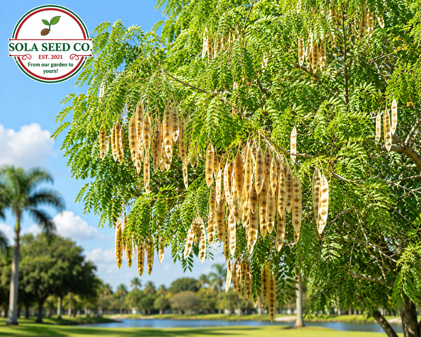 10 Mother-in-law’s Tongue Tree Seeds(Albizia lebbeck)Mimosa Family-Florida Grown