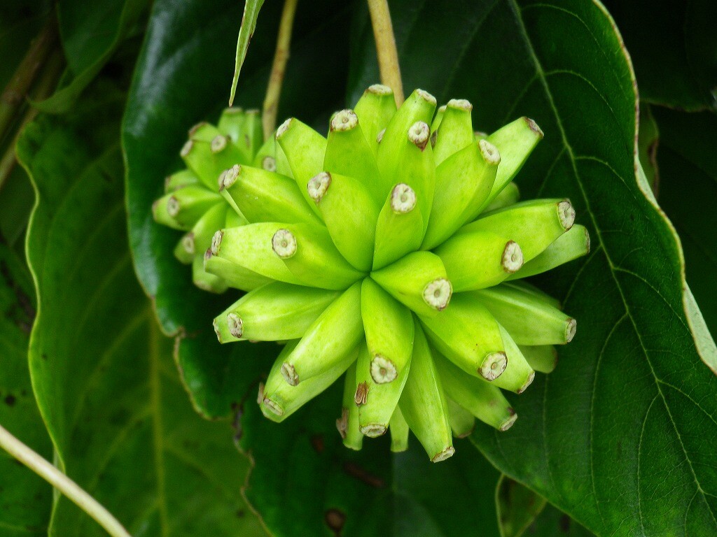 Camptotheca Acuminata 700 Seeds, Happy Tree, Tree Of Life, Cancer Tree