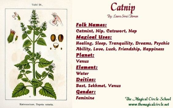 100 CATNIP Seeds CATSWORT Herb Medicinal Magic CATMINT NON GMO ORGANIC Garden
