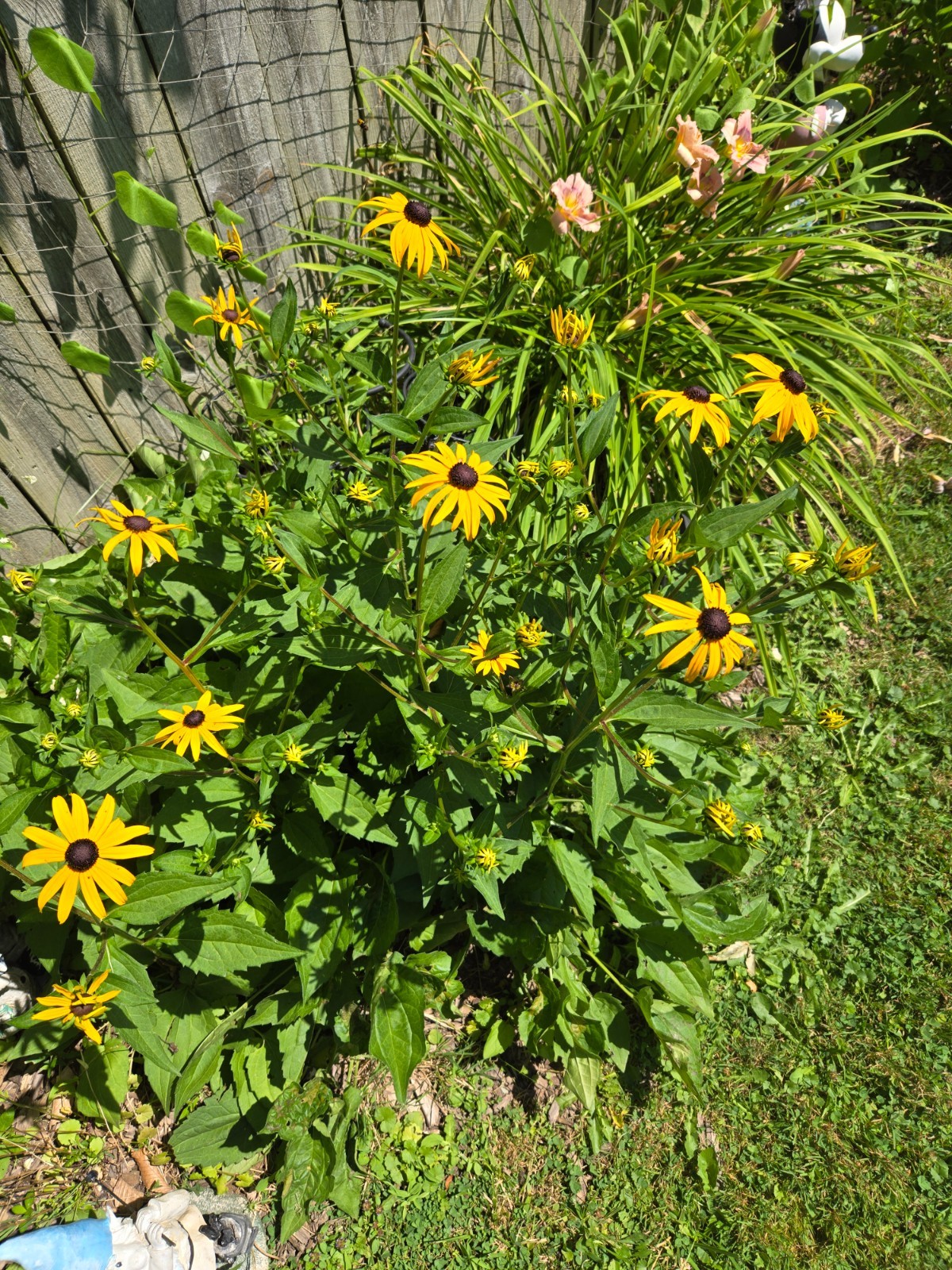 1 GRAM + Rudbeckia Hirta/Black-Eyed Susan/Native Eastern & Central US/Organic