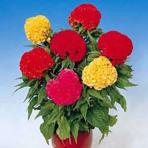 Celosia Chief Mix 1,000 seeds