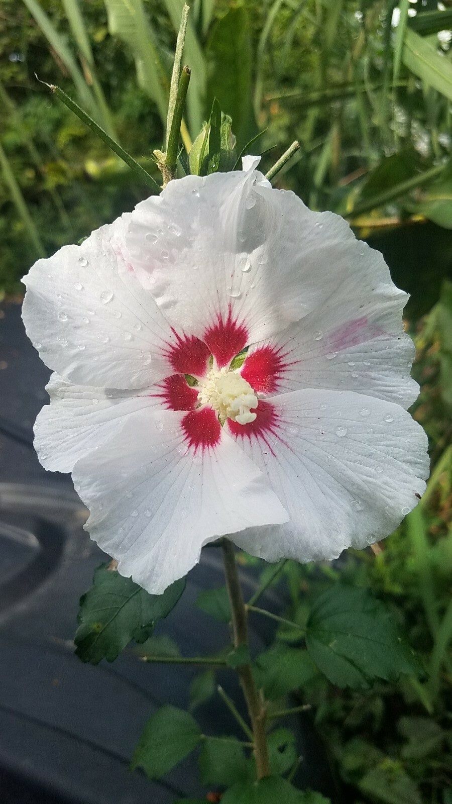 HIBISCUS ROSE OF SHARON. LIVE 20″-24″. 2 PLANTs + 1 free. PERENNIAL MIXED COLORS