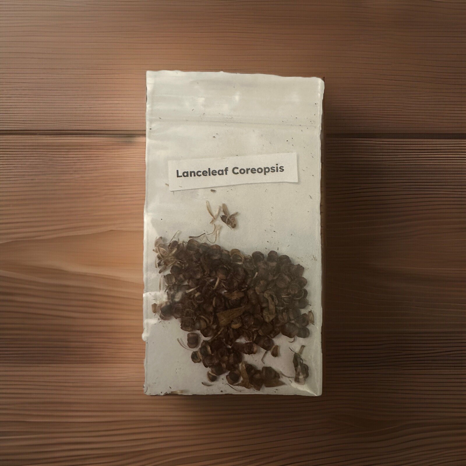 50+ Lanceleaf Coreopsis Seeds FL-Grown (Coreopsis lanceolata) Yellow Flower