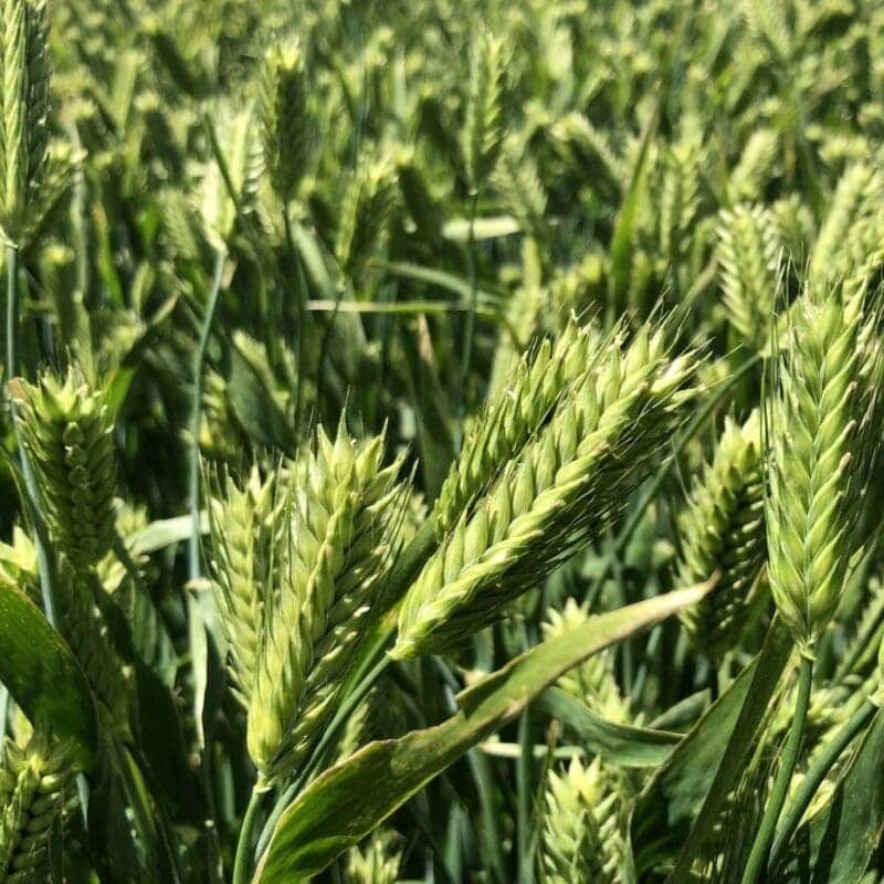 300 Barley Seeds, Grain Grass, Cover Crop, Beer Seeds