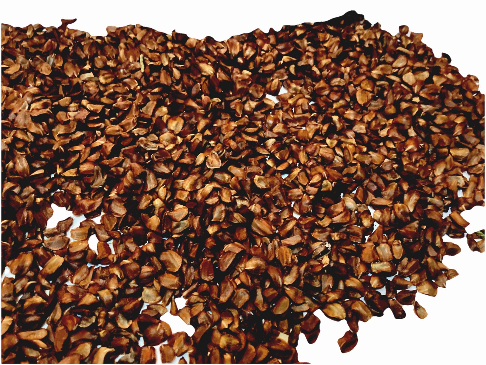 Italian Cypress Tree Seeds ((Cupressus Sempervirens Stricta))