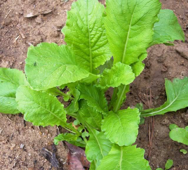 Root Vegetable Seed Garden Collection, Heirloom Seeds, 4 Top Varieties