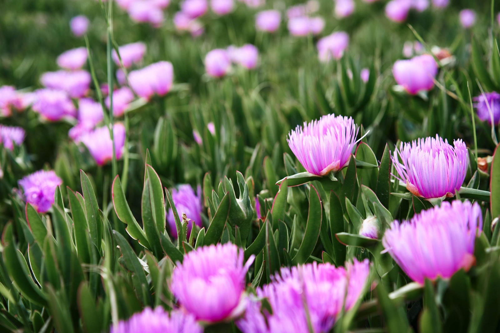 25 TABLE MOUNTAIN ICE PLANT Magenta Fuchsia Delosperma Cooperi Flower Seeds