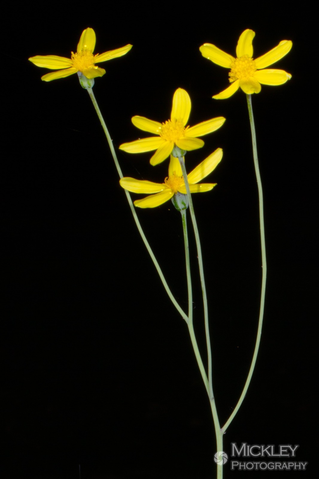 Othonna triplinervia great caudex, 6 seeds