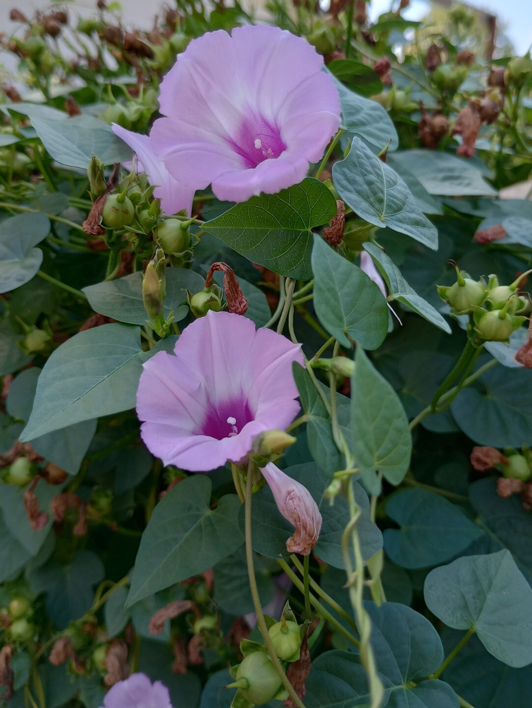 TX Native Morning Glory 40 Seeds- Rare Pink Pollinator Plant/Vine Seeds- Tievine