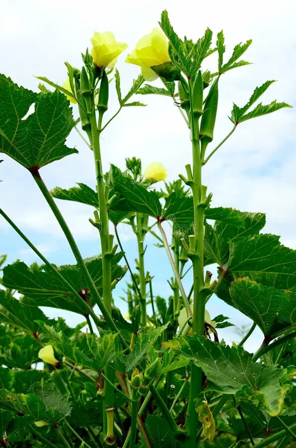 NON-GMO Perkins Long Pod Okra Seeds Heirloom Open Pollinated Easy to Grows huge!