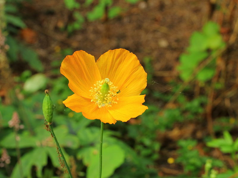 Welsh poppy 150+ seeds, orange and yellow mixed, hardy, meconopsis cambrica