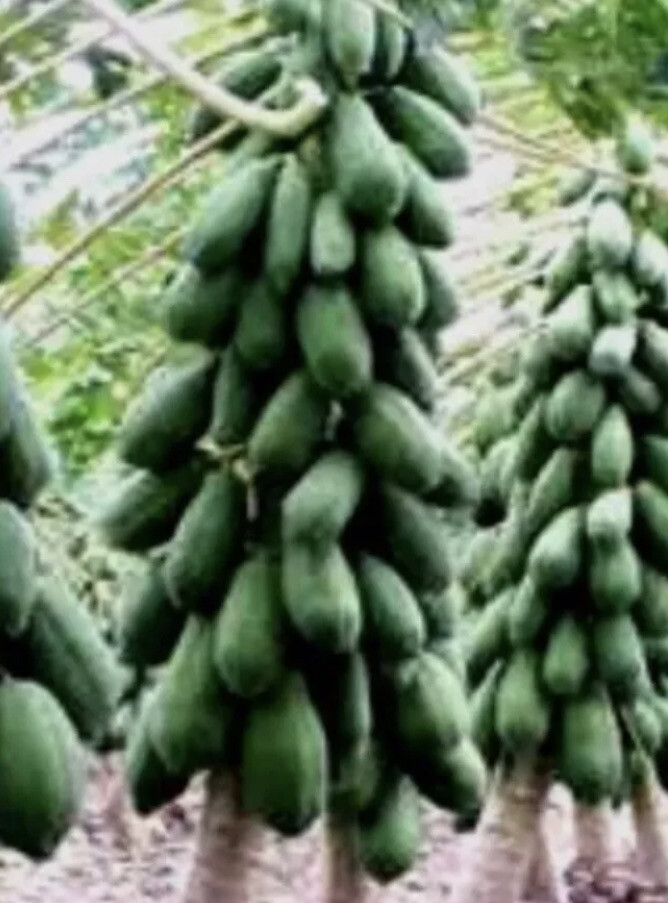 100 Seeds Caribbean Red Papaya Tropical Fruit Vegetable